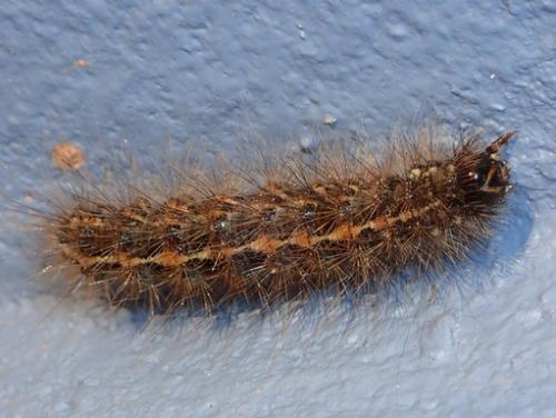Creatonotos sp.